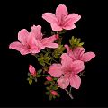 Pink Azaleas With Blooming Flowers Buds And Green Leaves On Black Background