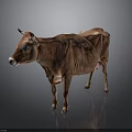 Full Body Brown Cow Standing On Reflective Floor With Gray Background