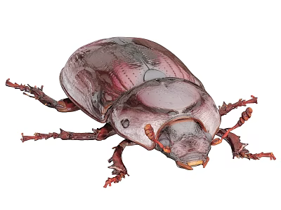 Close Up View Of A Dark Purple Beetle With Shiny Exoskeleton And Long Legs 3d model