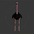 Ostrich With Pink Neck And Legs Black Body White Tail On Dark Background