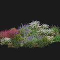 Colorful Garden Shrubs With Vibrant Purple Pink And White Flowers And Green Foliage