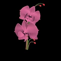 Pink Orchid Plant With Blooming Flowers Green Stem And Red Buds
