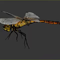 Orange Red Dragonfly With Transparent Wings Detailed Texture On Dark Background 3d model