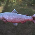 Fresh Salmon With Red And Gray Body Open Mouth In Natural Outdoor Setting
