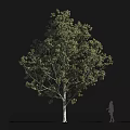 Tall Arbor With Lush Canopy And Human Silhouette For Scale Reference On Black Background 3d model