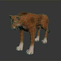 Reddish Brown Cougar With Yellow Eyes White Paws Standing In 3D Model On Dark Background