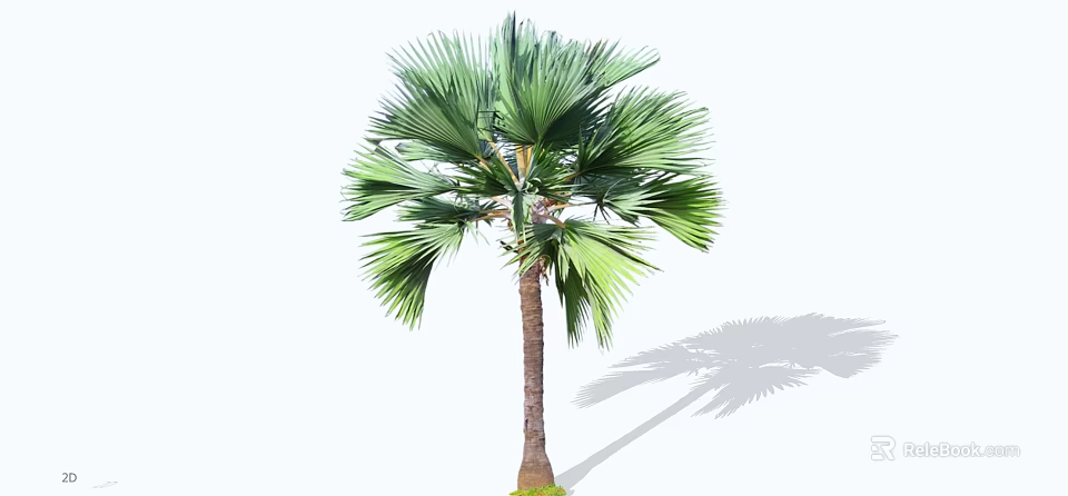 Tall Green Palm Tree With Broad Fan Shaped Leaves And Straight Trunk 3d model 