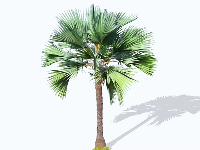 Tall Green Palm Tree With Broad Fan Shaped Leaves And Straight Trunk 3d model