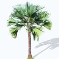 Tall Green Palm Tree With Broad Fan Shaped Leaves And Straight Trunk