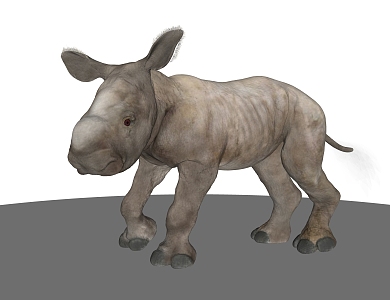 rhinoceros juvenile rhinoceros specimen giant rhinoceros white rhinoceros black rhinoceros african rhinoceros sumatran rhinoceros 3d model