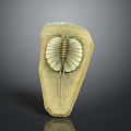 Ancient Trilobite Fossil Specimen Preserved in Stone With Detailed Exoskeleton Structure