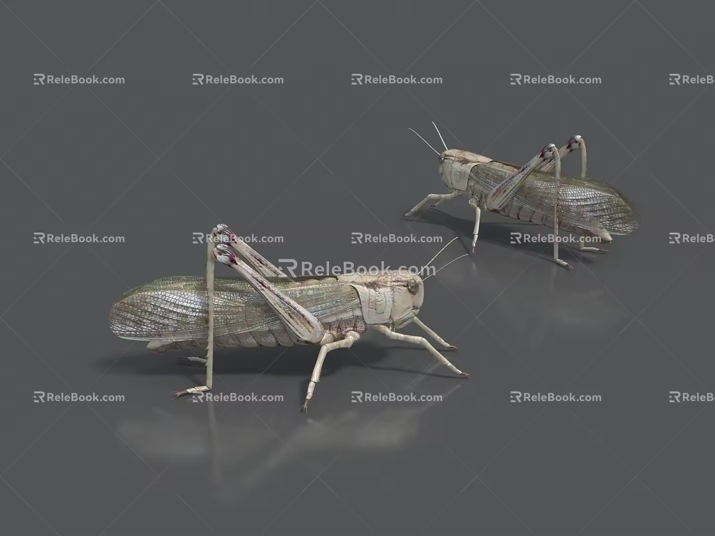 insect grasshopper locust 3d model