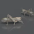insect grasshopper locust 3d model