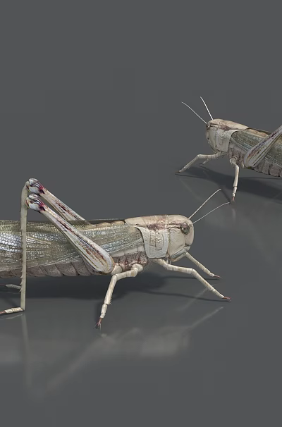 Two Reptile Lizards Crawling On Gray Reflective Surface With Detailed Skin Patterns 3d model