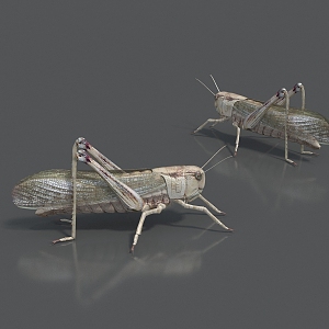 insect grasshopper locust 3d model