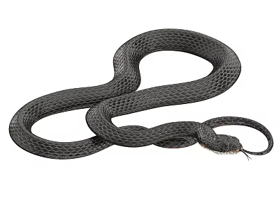 Black Reptile Snake With Shiny Scales And Coiled Body Structure 3d model
