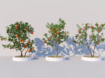Three Potted Arbor Trees With Red Fruits In White Round Planters 3d model