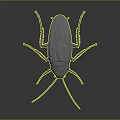 Realistic Detailed 3D Rendered Cockroach Full Body View Isolated On Dark Background