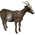 Brown And White Goat With Curved Horns Standing Isolated On White Background