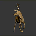 Golden Deer Model With Large Antlers Standing On Dark Background With Reflection