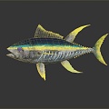 Modern Tuna Tuna 3d model