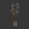 Bamboo Plant In Concrete Square Pot With Green Leaves And Brown Stems