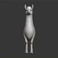 White Llama Full Body Standing Isolated On Dark Background With Shiny Reflection