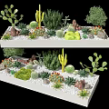 Various Succulent Plants and Cacti in White Rectangular Planters with Decorative Pebbles 3d model