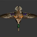 Realistic Duck With Green Head Brown Body Orange Webbed Feet And Spread Wings