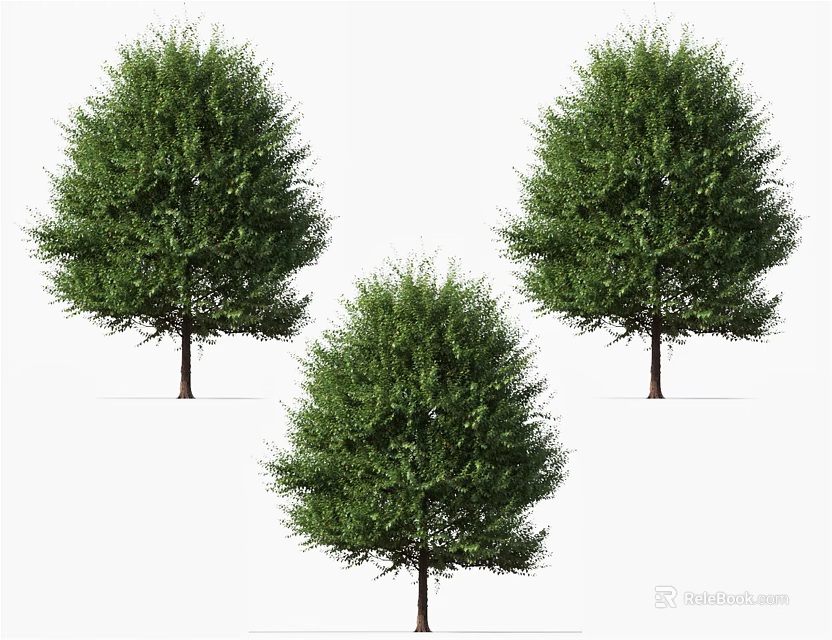 Lush Arbor Trees With Green Foliage And Rounded Canopy In Landscaping 3d model 