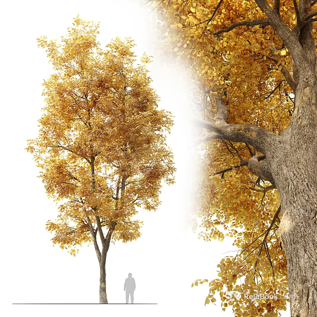 Tall Arbor With Golden Autumn Leaves And Rough Bark Texture Details 3d model 