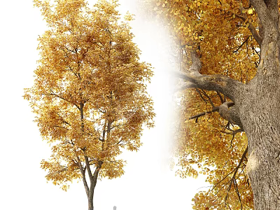 Tall Arbor With Golden Autumn Leaves And Rough Bark Texture Details 3d model