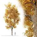 Tall Arbor With Golden Autumn Leaves And Rough Bark Texture Details