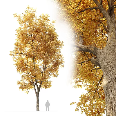 Tall Arbor With Golden Autumn Leaves And Rough Bark Texture Details 3d model