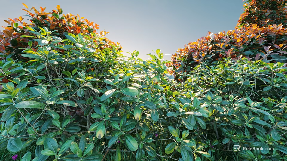 Vibrant Shrubs With Green And Red Leaves In Sunlit Outdoor Garden 3d model 