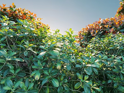 Vibrant Shrubs With Green And Red Leaves In Sunlit Outdoor Garden 3d model