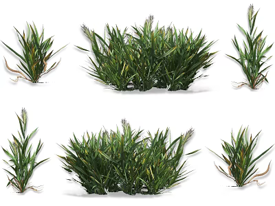 Vibrant Green Crop Plants With Lush Foliage And Natural Growth Habit 3d model