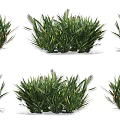 Vibrant Green Crop Plants With Lush Foliage And Natural Growth Habit