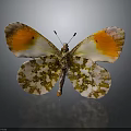 Butterfly with Spread Orange and White Wings with Brown Spots on Dark Background and Reflection