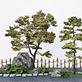 Modern Pine Tree Pinus sylvestris landscape tree courtyard tree garden street tree 3d model