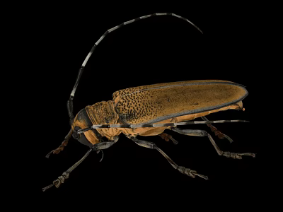 Brown Longhorn Beetle With Long Antennae And Spotted Texture On Black Background 3d model