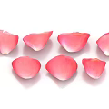 Pink Rose Petals Arranged On White Background For Natural Floral Decoration