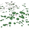 Fresh Lotus Flowers And Green Leaves Peacefully Floating On Water Surface