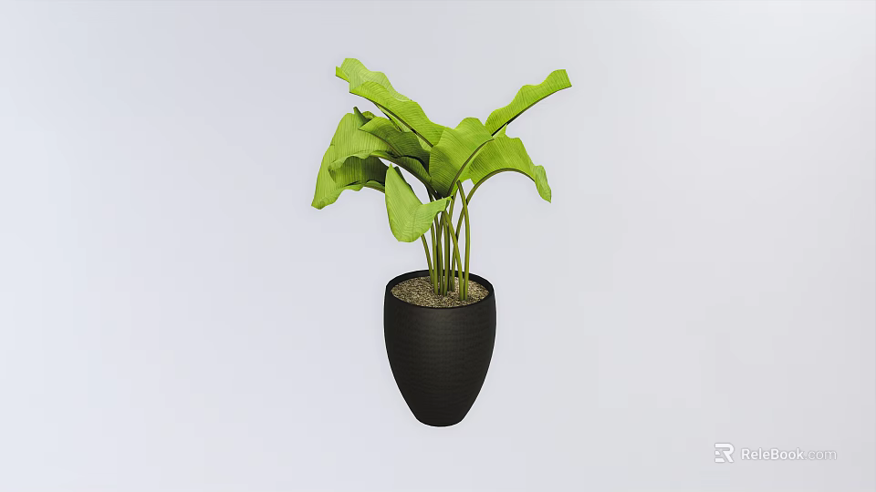 Lush Green Leaf Bonsai Plant in Black Ceramic Pot with Soil 3d model 