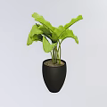 Lush Green Leaf Bonsai Plant in Black Ceramic Pot with Soil