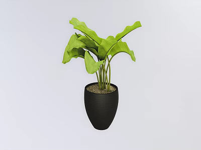 Lush Green Leaf Bonsai Plant in Black Ceramic Pot with Soil 3d model