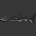 Whale Shark Marine Animal Model With Spotted Body And Shiny Surface