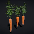 Three Fresh Raw Carrots With Green Leafy Tops On Black Background