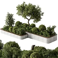 Olive Tree Bonsai Potted Plant In Rectangular Concrete Planter With Lush Green Leaves