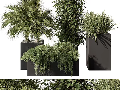 Varied Green Potted Plants In Black Square Pots With Lush Foliage And Different Plant Types 3d model